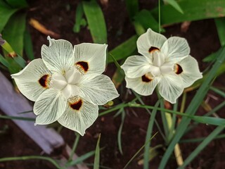 Two beautiful white African Iris flowers bloom gracefully in a garden, showcasing their intricate...