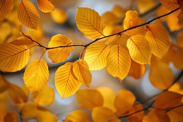 Golden autumn leaves glowing in warm sunlight with soft bokeh background, symbolizing seasonal change and natural beauty