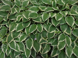 green leaves background