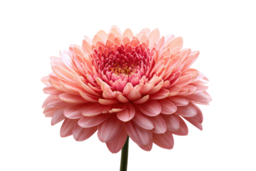 Elegant Pink Gerbera Daisy Flower Blossom Close Up on Transparent Background