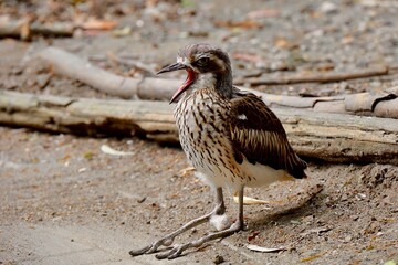 あくびをするオーストラリアイシチドリ