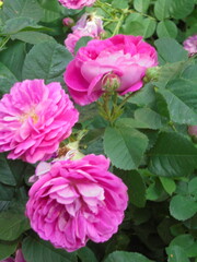 beautiful pink peonies in the garden
