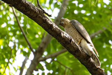 An adult sparrowhawk or little sparrowhawk (Accipiter nisus) sits on a thick tree branch and looks down at the camera with comic curiosity, both eyes visible.