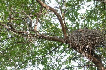 The moment the young sparrowhawks  (Accipiter nisus) leave the nest - on the left, a young bird hid behind the branches of a tree, flying out of the nest, and two netslings are still sitting in a nest