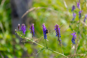 Selective focus of bumblebee sucking pollen from flowers in the grass field, Vicia cracca (tufted vetch) is a species of flowering plant in the pea and bean family Fabaceae, Natural floral background.