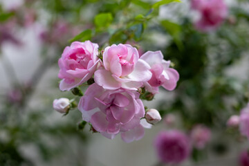 Soft pink roses in close-up with gentle pastel tones. The petals look like watercolor brushstrokes. Romantic and artistic floral composition for beauty and elegance themes