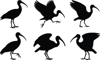 Obraz premium Collection of six black ibis bird silhouette vector icons, featuring poses like walking, standing, and taking flight.