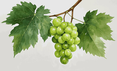 Grape-Laden Bough  Green grapes tree isolated watercolor vector illustration svg