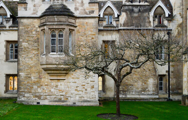 Newton's Apple Tree in Cambridge, UK.