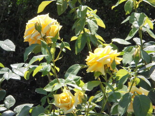 yellow flowers in the garden