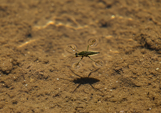 Water Strider Gliding on Calm Pond Surface