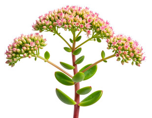 Realistic Single Sedum Stem with Green Rosette Leaves and Pink Blossoms, Transparent PNG.