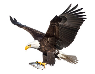 isolated Eagle Flying with Fish in Claws on white background