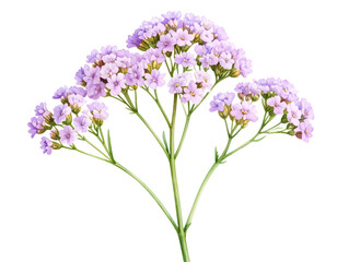 Fototapeta premium Single Statice Flower Stem in Watercolor Style, Transparent PNG.