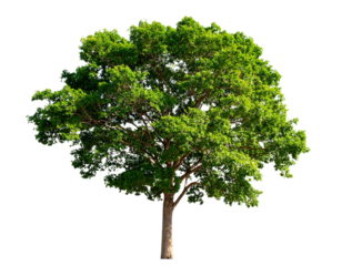 Firefly_Tree on transparent background, real tree green leaf isolate die cut png file