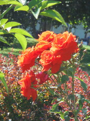 bouquet of red roses