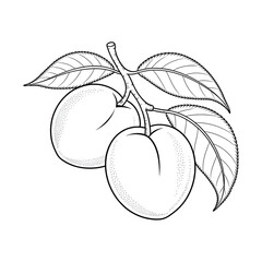 vector illustration of an apricot fruit coloring page