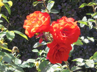 red roses in garden