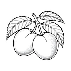 vector illustration of an apricot fruit coloring page