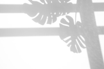 shadow overlay effects of realistic window shadow  and monstera leaf shadow isolated on transparent background,shadow for photo presentation interior backdrop mockup,Summer sunlight and shadow