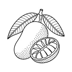 Mango illustration vector style coloring page