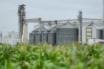 Fototapeta premium Grain silo cornfield agriculture industry storage rural