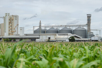 Obraz premium Large grain silos, metal storage tanks, and industrial buildings behind green cornfield