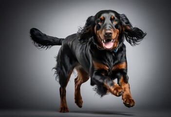gordon setter dog isolated on gray neutral studio background, adorable pet, lovely doggy 3