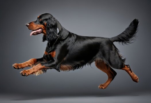 gordon setter dog isolated on gray neutral studio background, adorable pet, lovely doggy 2