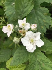 vadszeder virágzás