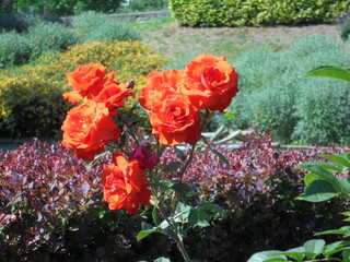 beautiful scarlet roses in the garden