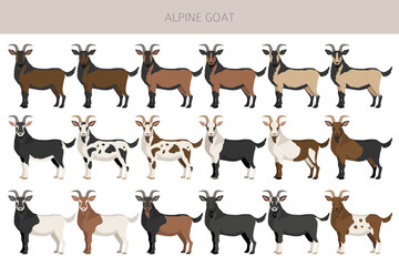 Alpine goat. Goat breeds infographic design. Animal farming flat graphic. Vector illustration