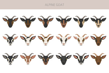 Alpine goat. Goat breeds infographic design. Animal farming flat graphic. Vector illustration