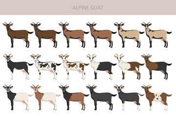Alpine goat. Goat breeds infographic design. Animal farming flat graphic. Vector illustration