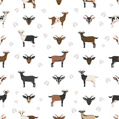 Alpine goat. Goat breeds infographic design. Animal farming flat graphic. Vector illustration