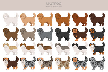 Obraz premium Maltipoo clipart. Maltese Poodle mix. Different coat colors set. Vector illustration