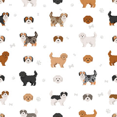 Fototapeta premium Maltipoo clipart. Maltese Poodle mix. Different coat colors set. Vector illustration