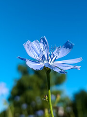 Close-up of a blue chicory flower (Cichorium intybus) in bloom with soft green bokeh background,...