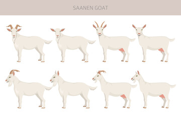 Saanen goat. Goat breeds infographic design. Animal farming flat graphic. Vector illustration