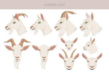 Obraz premium Saanen goat. Goat breeds infographic design. Animal farming flat graphic. Vector illustration