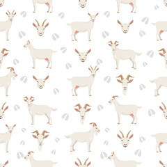 Saanen goat. Goat breeds infographic design. Animal farming flat graphic. Vector illustration