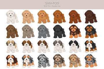 Shih-Poo clipart. Shih-Tzu Poodle mix. Different coat colors set. Vector illustration