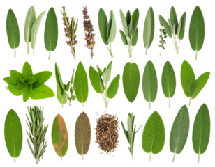 Editorial Flat Lay of Salvia and Botanical Elements for Lifestyle Magazine, Transparent PNG.