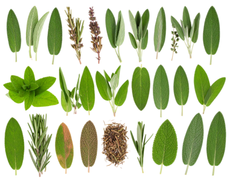Editorial Flat Lay of Salvia and Botanical Elements for Lifestyle Magazine, Transparent PNG.
