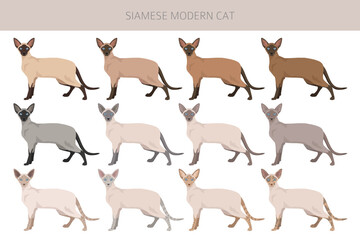 Siamese (Thai) Cat clipart. Modern type. All coat colors set.  All cat breeds characteristics infographic. Vector illustration