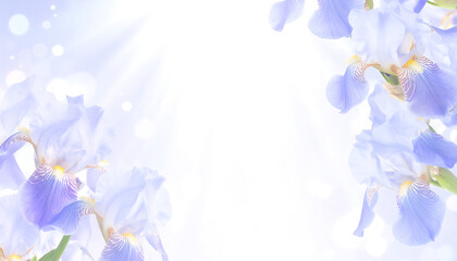 Fototapeta premium an Image Irises flower of a translucent studio background with light prism