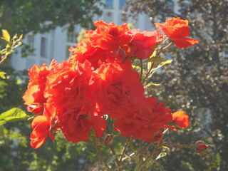 beautiful scarlet roses in the garden