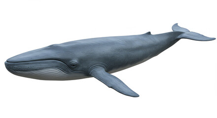 Naklejka premium Large whale isolated on white background