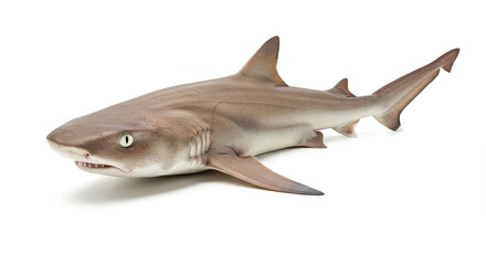 Fototapeta premium Shark profile on white background