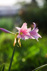 pink flower in the garden